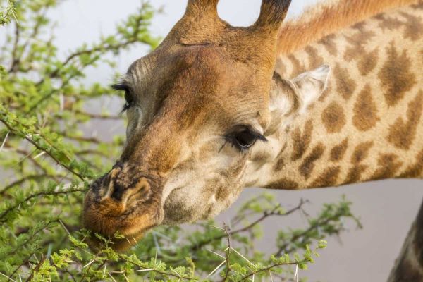 South Africa Giraffe feeding on acacia leaves